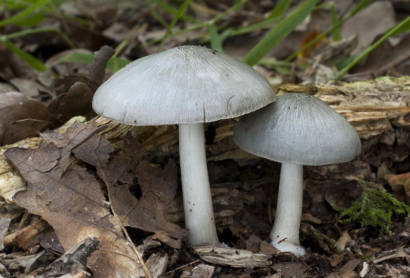 Pluteus salicinus